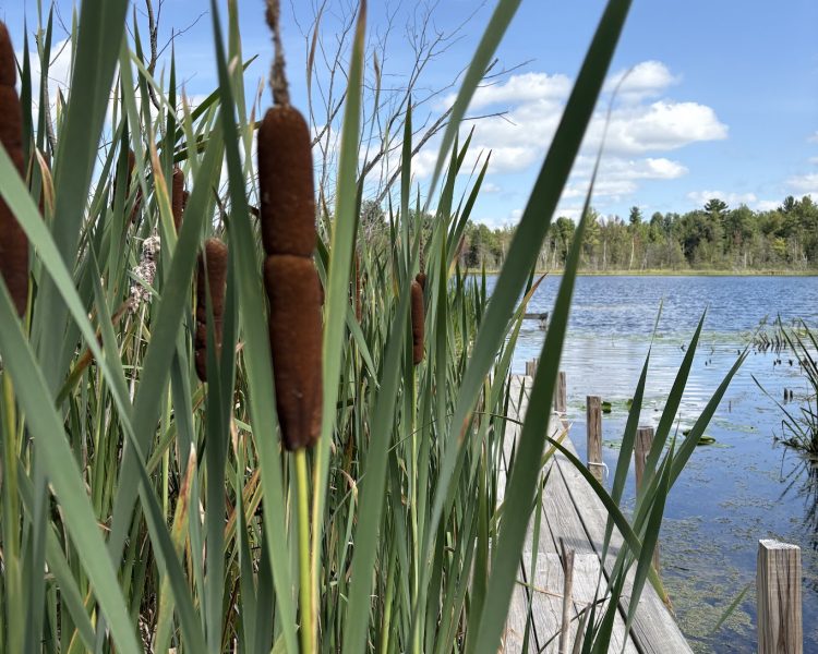 dock with cattails