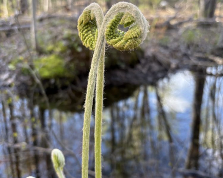 fern unfurling