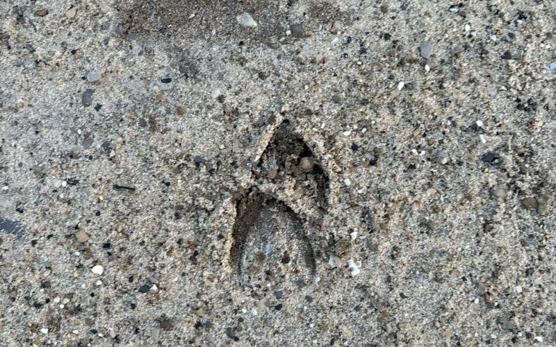 hoof prints