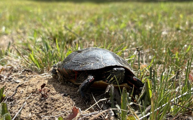painted turtle