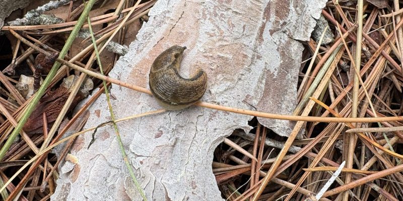 snail