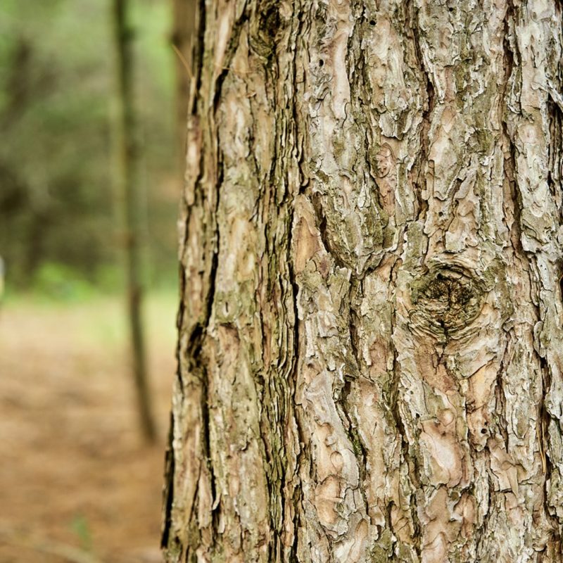 trunk
