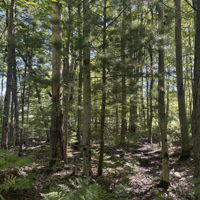 woods trail
